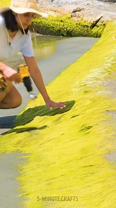 82K views · 191 reactions | Why is she gathering seaweed? | 5-Minute Crafts Family | Facebook