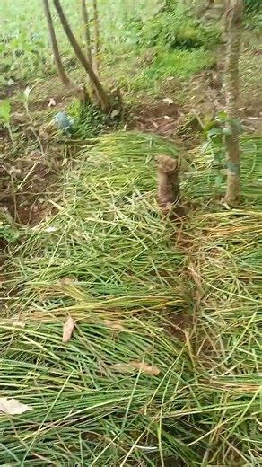 Road to 30, 000 vegetables | Mulch on a seedbed with collards | Collard farming | Vegetable farming
