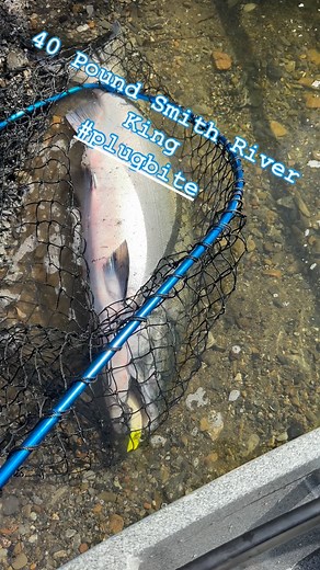 This massive #northcoast #kingsalmon choked the K16 “white mallard head”! Without the take from the commercial salmon fleet in the salt we are seeing a surplus of oversized #chinooksalmon ….and we couldn’t be happier about it. Still some outstanding #salmonfishing to be had on the coast. #salmon #wefish #trophyhunting #bigfish #fishing #guidedfishing #fishingtrip #fishon #fishingcharter | Salmonsacriver