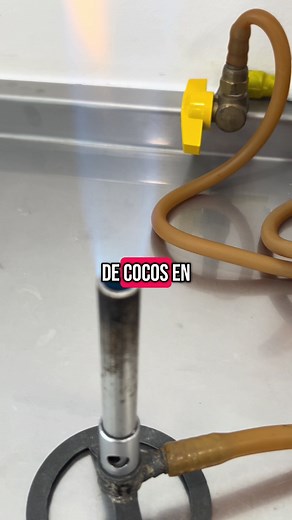 Cocos y Microbiología: Explorando las Bacterias