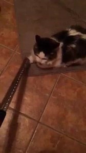 Le bonheur de mon chat, c'est ça! #ChatMagique #journéeDuBonheur | Jeremy Demay