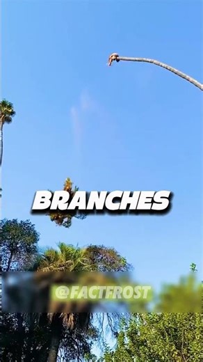 tree pruning like a pro !