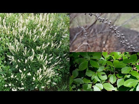NC Native Plant Pick: Sweet Pepperbush