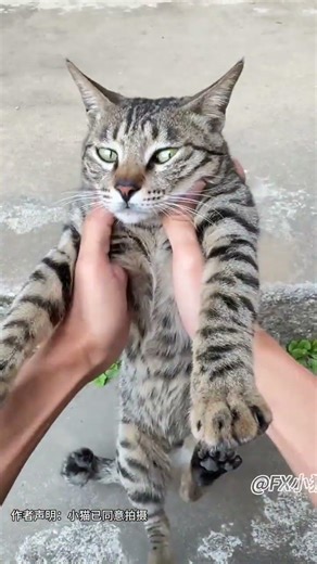 The kittens eyes look a little off today—I think it wants to dance