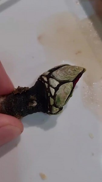 como comerse un percebe