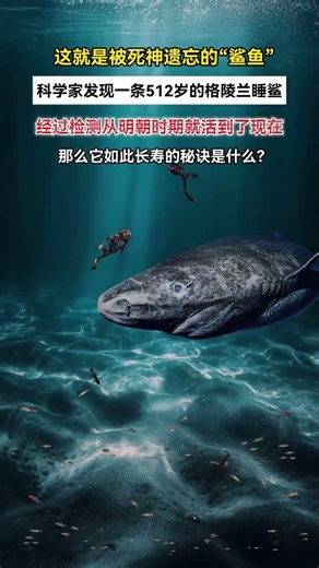 一条被死神遗忘的鲨鱼经放射性碳定年法测算它在明朝时期便已诞生到如今已512岁高龄是什么支撑着它活到现在#科普一下#格陵兰睡鲨#海洋生物