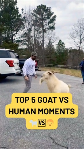 Goats vs humans. Funny goat interactions with humans. Mad goats. Goats head butting #goatlife