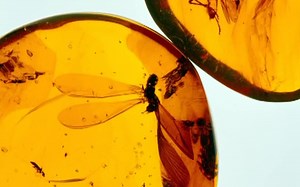 【TTC讲座】遗传学 Understanding Genetics 24集【英语】