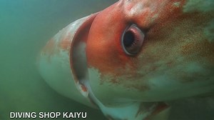 Giant Rare Squid Captured on Video