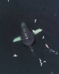 1M views · 4.1K reactions | It was a Humpback whale feeding frenzy this morning. We had over 25 Humpback whales feeding all around us. | Discovery Whale Watch | Facebook