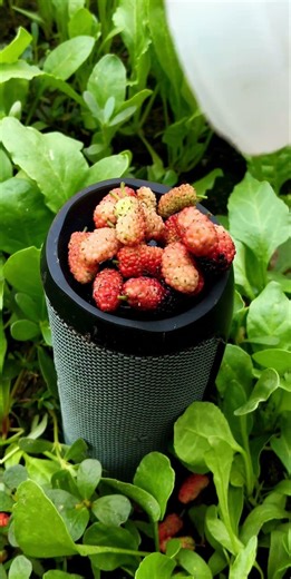 JBL Essential bass test sound black berry