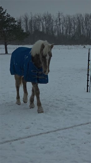 When Dogs and Horses Play Together