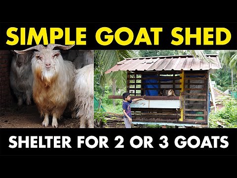 Simple GOAT SHED for two Goats | Low Cost Goat Shed Design | Goat Farming