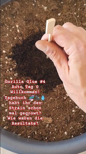 Gorilla Glue Auto 🌱 Keimung & Einpflanzen #Shorts #YouTubeShorts