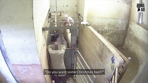 Laughing abattoir workers are caught on shocking undercover film