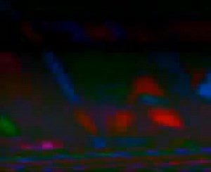 The Champ is Back - The return of the RS2000 in the 90s. | Fast Ford