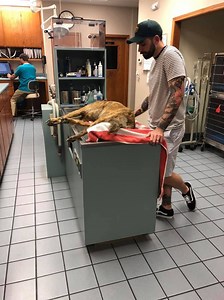 Kennel owner charged with animal cruelty
