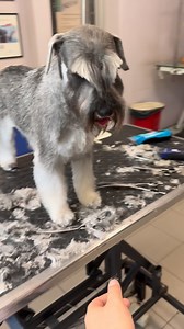 7.1K reactions · 193 shares | True lady… Teresa Little Lion Family r.Junior World Winner 2023 Little Lion family miniature schnauzer kennel Powered by Specialty Dog Cosmetics ZOO Centar LAB Leto Pet Essential foods Serbia Grooming by Milan Došen #highlightseveryone | LittleLion Boza Little | Facebook