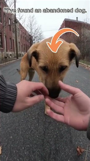 I’ve found an abandoned dog. #sad #dog #abandoned #viral