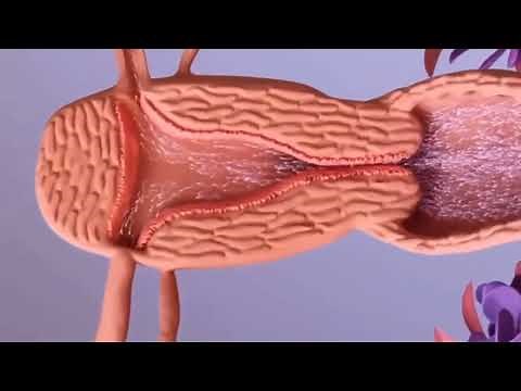 Proses Terjadinya Pembuahan / Fertilisasi / Kehamilan