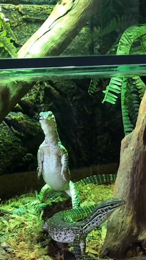 Varano Argus: El Reptil Más Inteligente y Hermoso