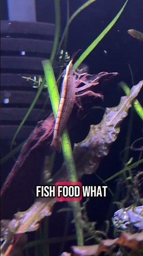 How to Do a Fishless Cycle | Safe Aquarium Setup for Beginners