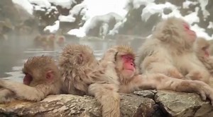 Is Jigokudani Monkey Park (Snow Monkey Park) in Nagano on your bucket list? 🐒🐒🐒 It's nice to visit in the winter when the monkeys enjoy the hot springs, but you should also visit in spring to see the newborn baby monkeys around April and May. 🤎 CREDIT: jpkrajewski on Instagram #VisitJapan #VisitJapanCA #Relaxation | Visit Japan from Canada