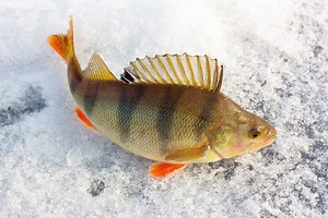 7 Hot Spots for Great Pennsylvania Ice Fishing - Game & Fish