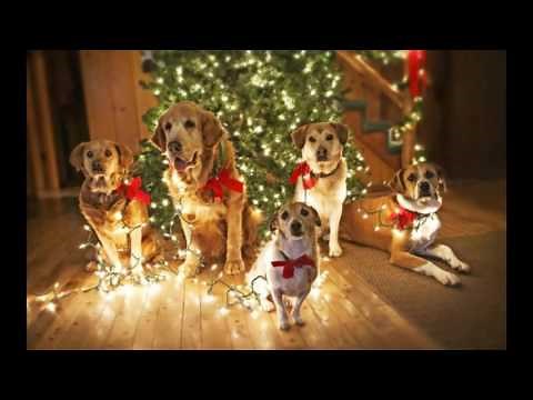 Colinde minunate de craciun (colaj 2017) #3