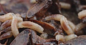 Maggots fall on woman during Delta flight to Detroit: 'She was freaking out'