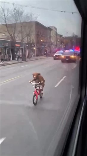 Lidomix on Instagram: "🚀 NEW TREND REMIX just dropped! 🎧 Be the FIRST to vibe with it 👇 📲 Remix Code : 46 Coming Soon 🔗 Telegram Channel : [ @lidomix ] Download ☝️☝️ #dog"