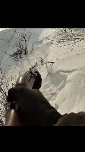 Snow Forest Rabbit Hunting | Cold Weather Hunt #hunting #chass #wildhunting #wildernessseason