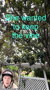 VINES in a TREE?