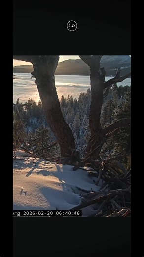 Morning Mating Calls from Jackie and Shadow