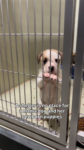 13K views · 87 reactions | Pregnant moms and mama dogs with nursing...