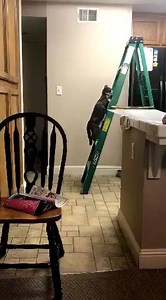 37K views · 537 reactions | Ever seen a kitty climb a ladder? | The Daily Kitty | Facebook