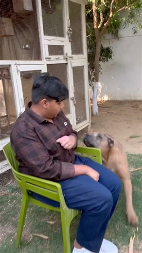 Most dangerous dog breed cane Corso #dogsofinstagram #canecorso #shorts #youtube