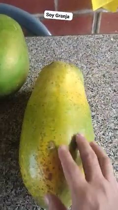 Cómo se realiza la cosecha de papaya y truco para madurar y mejorar su sabor #papaya #cosecha #huerta | Soy Granja