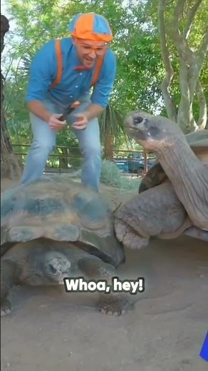 "Blippi Meets a Giant Tortoise! 🐢 | Animal Adventure Fun for Kids #turtle #turtlewatching