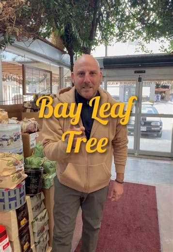 Discover the Bay Leaf Tree at Cheese Boutique