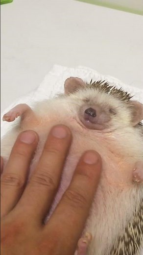 Hilarious Hedgehog LOVES Massages!