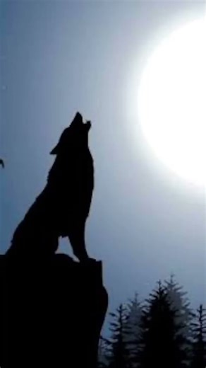 Wolf howling sound effect