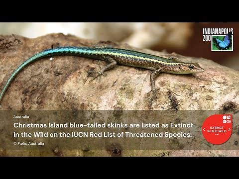 Christmas Island blue-tailed skink