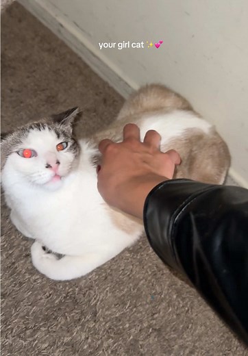 Male vs Female Cats: The Fun Differences Explained