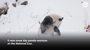1.7K views · 13 reactions | Frolic and play the...panda...way. Two pandas rolled and played in the fresh snow at the Smithsonian's National Zoo. | Courier-Post | Facebook