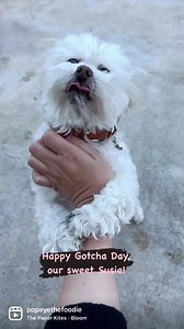 Susie gives the sweetest puppy hugs. 💕 It’s been exactly one year since we brought Susie home, adopted from @apurposefulrescue. A little more about her - she’s at least 11 years old now, Maltese mix? (no dna test), loves snacks especially sweet potatoes, now enjoys car rides and just being close to her humans and brother, Popeye. She naps a lot but is still very active and curious. At about 9pm every night, this grandma basically turns off, she insists on getting on the bed and no longer cares 