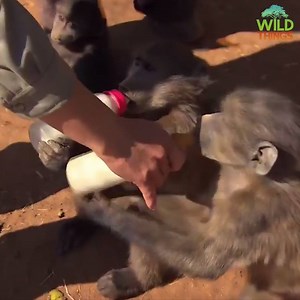 85K views · 453 reactions | Guss the baboon lost his family as a baby, but was lucky to find the best human foster mum. | Real Wild | Facebook