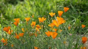 flying bee in golden poppy garden footage, california poppy, eschscholzia californica flower and foliage closeup horizontal