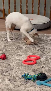 Tail of the Day: Nora 🐾 This sweet girl may be sight and hearing impaired, but it doesn’t slow her down! In fact, Nora’s foster family wants you to know it’s much easier than you’d think having a puppy that is blind and deaf! Nora is potty and crate trained, loves playing with toys, does amazingly with people of all ages, and loves all the attention you’re willing to give her ♥️ Nora is looking for a special family to call her own. Learn more or apply to adopt at www.tailsofhopewi.org! 📍 Locat