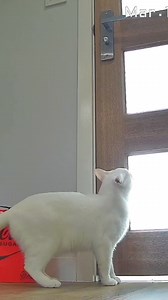 Aw! Let me out 🥺 | Moomoo Cat